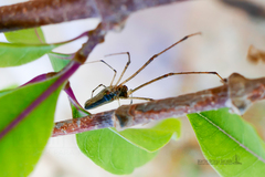 Tetragnatha elongata