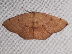 Cyclophora puppillaria