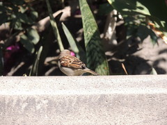 Passer domesticus