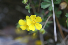 Potentilla