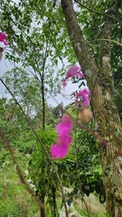 Comparettia