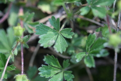Potentilla