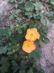 Modiolastrum malvifolium