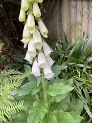 Digitalis