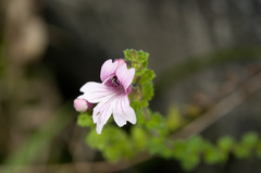 Euphrasia tarokoana