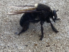 Mallophora leschenaulti