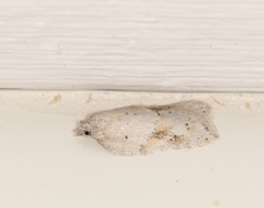 Acleris logiana