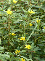 Ludwigia peploides