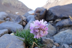 Armeria bubanii