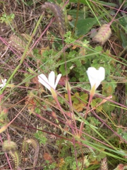 Pelargonium elongatum