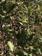 Garrya elliptica
