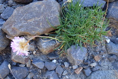 Armeria bubanii