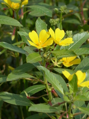Ludwigia peploides