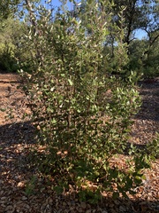 Garrya elliptica