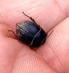 Eusattus reticulatus