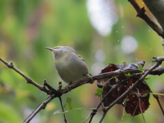 Vermivora chrysoptera