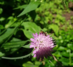 Nomada
