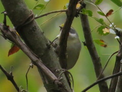 Vermivora chrysoptera