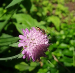 Nomada