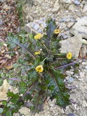 Sonchus asper