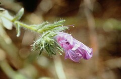 Echium vulgare pustulatum