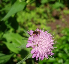 Nomada