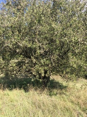 Pyrus spinosa