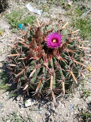 Ferocactus latispinus