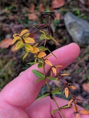 Cruciata glabra