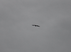 Haliaeetus leucocephalus