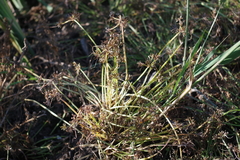 Cyperus fuscus