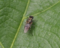 Adoxomyia heminopla