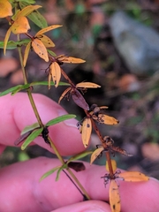 Cruciata glabra