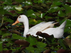 Anas platyrhynchos × Cairina moschata