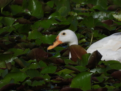 Anas platyrhynchos × Cairina moschata