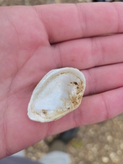 Truncilla donaciformis