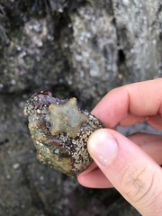 Asterina gibbosa