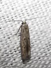 Symmocoides oxybiella