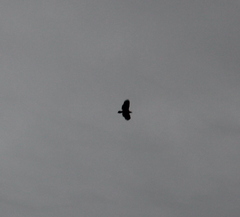 Haliaeetus leucocephalus
