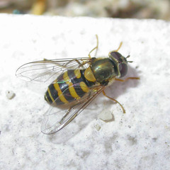 Parasyrphus annulatus