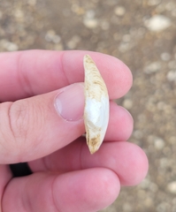 Truncilla donaciformis