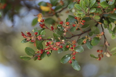 Nothofagus solandri