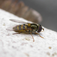 Parasyrphus annulatus