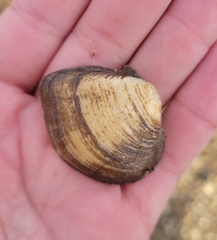 Truncilla truncata