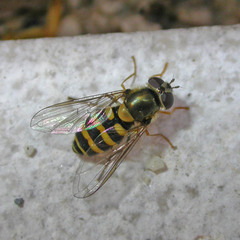 Parasyrphus annulatus