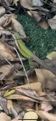 Ameiva ameiva