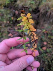 Cruciata glabra