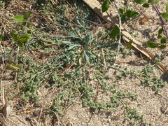 Corrigiola litoralis