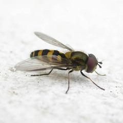 Parasyrphus lineolus