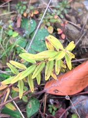 Cruciata glabra